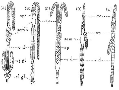 Reproductive Systems Of Nematodes