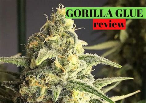 Gorilla Glue Strain Review