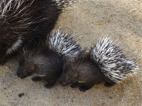First Porcupine Twins For Cotswold Wildlife Park Zooborns