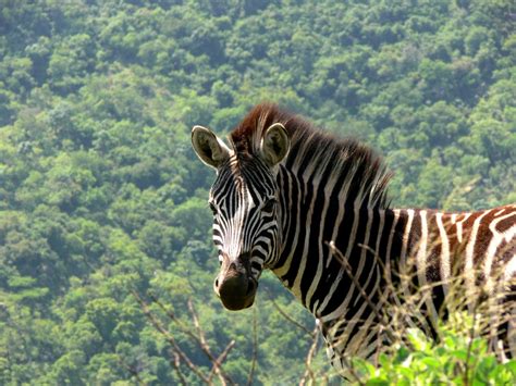 Free Images Adventure Wildlife Jungle Fauna Savanna Zebra