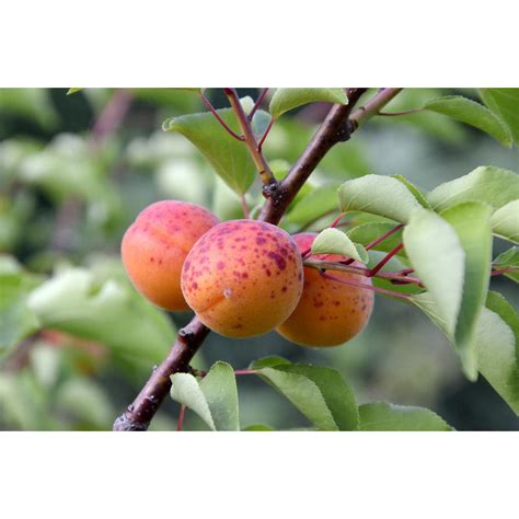 Smaller size makes this tree well suited for gardening in smaller spaces and offers one variety of the tastiest fruit around. Online Orchards Dwarf Moorpark Apricot Tree - Largest and ...