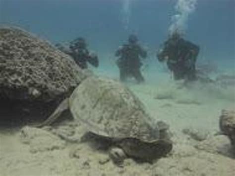 Honu Hawaiian Diving Honolulu All You Need To Know Before You Go