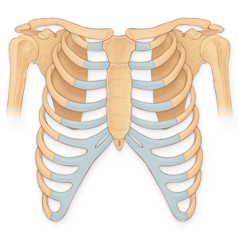 3:22 the rib cage is an origin and insertion area for many muscles. Medical Stock Art, Ribs