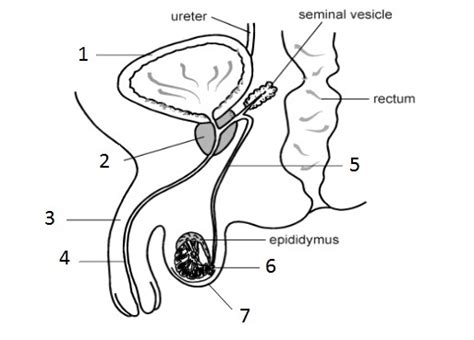 Blank Diagram Of Human Reproductive Systems Ppt Human Reproductive