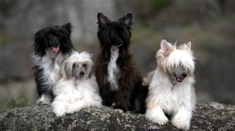 Chinese Crested Dog Breed Profile Australian Dog Lover