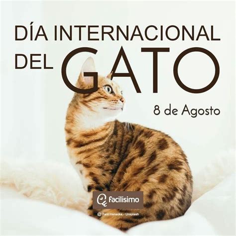 Día Internacional Del Gato Y Yo Sin Saberlo Felicidades A Todos Lo