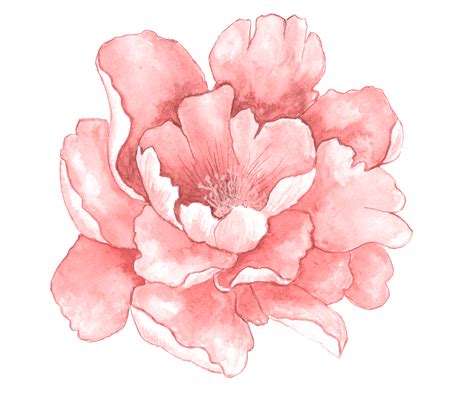 Pink Peony Flower Watercolor Clipart Soft Pink Floral Png Etsy My Xxx