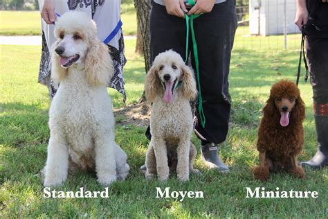 A standard is how it needs to be done. MINI MOYEN AND STANDARD - All American Poodle