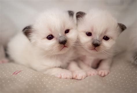 552736 Kitten Animal Pet Baby Animal Furry Cute Rare Gallery Hd