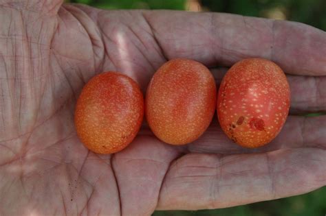 Ximenia Caffra Large Sourplum Sweet Almond Scent Etsy