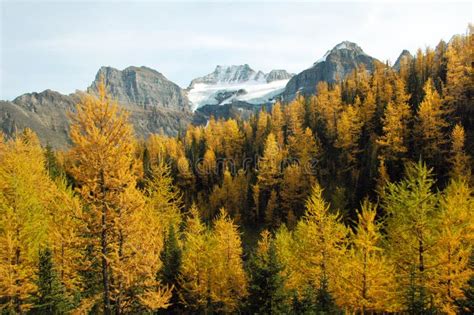 Larch Valley Stock Photo Image Of Canada Larch Seasonal 70522388