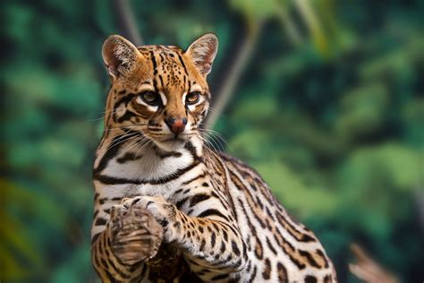 Fauna Del Bosque Tropical 10 Animales Asombrosos Con Fotos