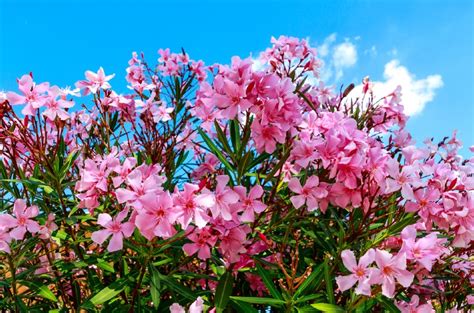 26 Gorgeous Pink Flowering Shrubs For Your Garden Diy And Crafts