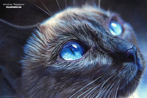 30 Beautiful Cat Drawings Best Color Pencil Drawings And