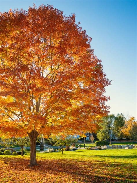 Best Shade Trees Northeast Region Planting New England Shade Trees