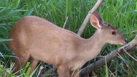 Animais Do Mato Grosso Do Sul
