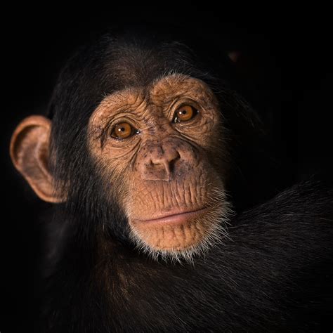 Beautiful Photos Of Orphaned Baby Chimps At The Chimpanzee Conservation