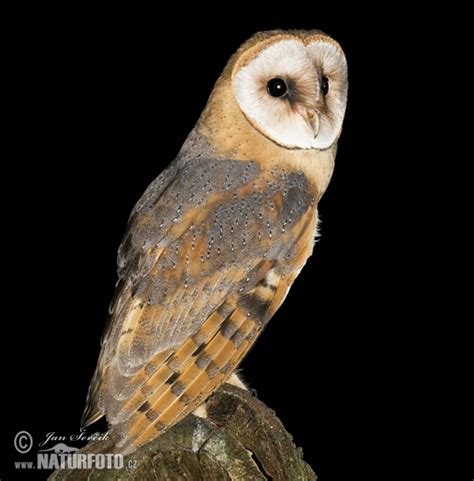 More images for tyto alba » Tyto alba Pictures, Barn Owl Images, Nature Wildlife ...