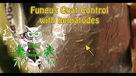 Fungus Gnat Control With Nematodes How To Get Rid Of
