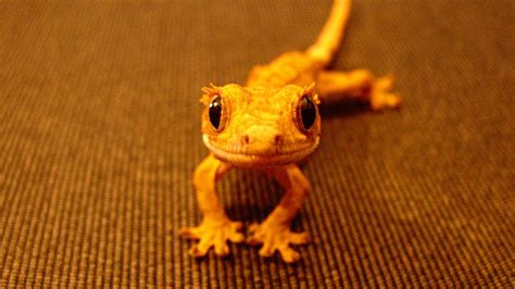 10 Adorable Pet Gecko Pictures And Fun Facts Laughtard