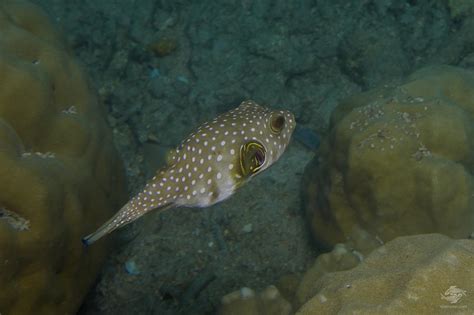 White Spotted Pufferfish Facts And Photographs Seaunseen