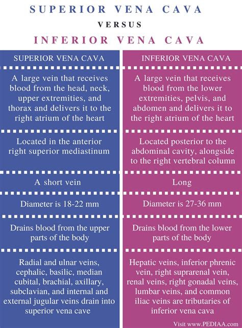 Difference Between Superior And Inferior Vena Cava Pediaacom
