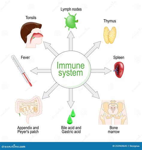 Immune System Organs And Function Stock Vector Illustration Of