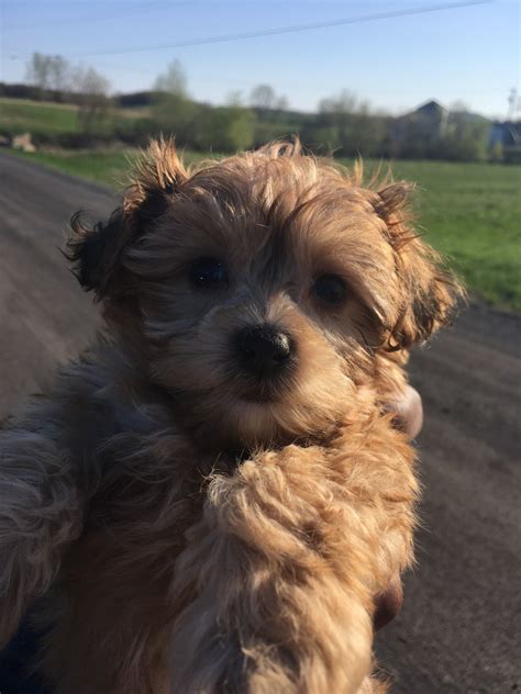 These puppies have stayed with us for additional training. YorkiePoo Puppies For Sale | Rochester, NY #275968