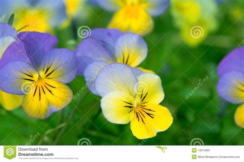 Close Up Photo Of Pansys Stock Image Image Of Plant 14014891
