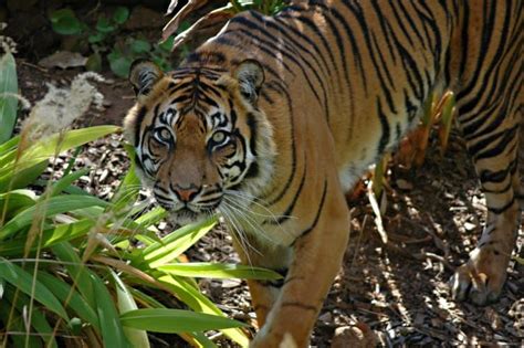 Sumatran Tiger Animal Facts Panthera Tigris Sumatrae A Z Animals