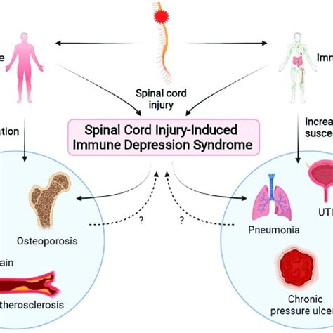 After Spinal Cord Injury SCI Both Chronic Systemic Inflammation And