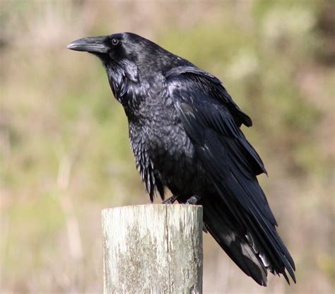 Filecommon Raven By David Hofmann Wikimedia Commons