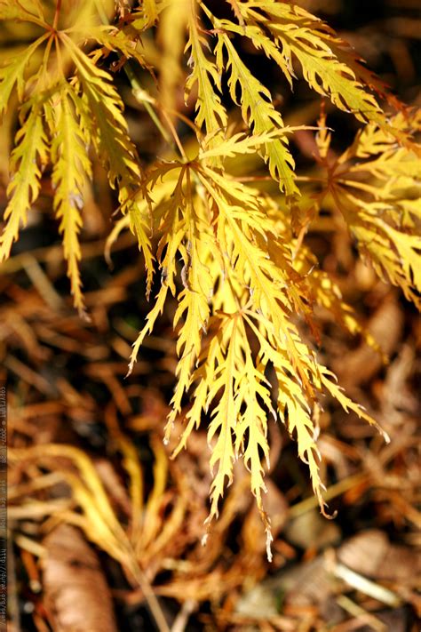 With a compact size, interesting foliage, and beautiful colors, it can really anchor a space and add a lot of visual interest. photo: yellow japanese maple leaves MG 5461 - by ...