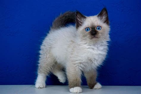 Long Haired Kittens For Sale British Shorthair And Longhair Kittens