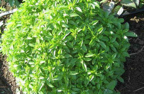 All About Basil Super Healthy Kids