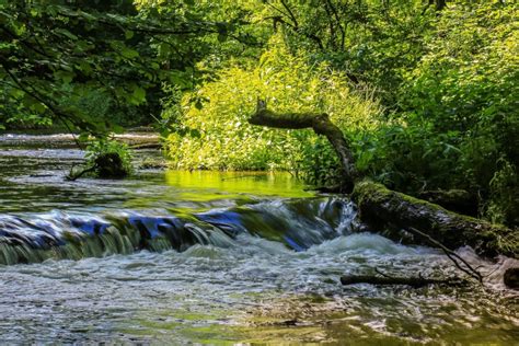 Free Picture River Wood Landscape Nature Stream Leaf Tree Water