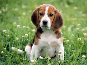 el ojo del buitre perros beagle