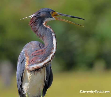 Tricolored Louisiana Heron In The Florida Wetlands Aquatic Birds