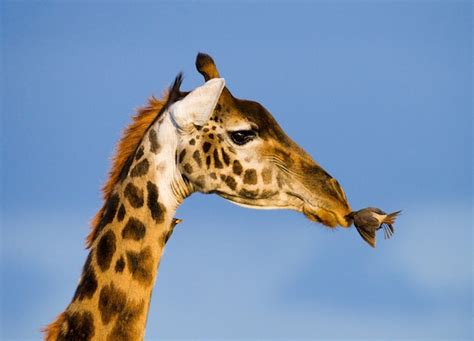 Premium Photo Giraffe With Bird