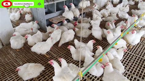 an excellent chicken breeding poultry farm in bangladesh youtube