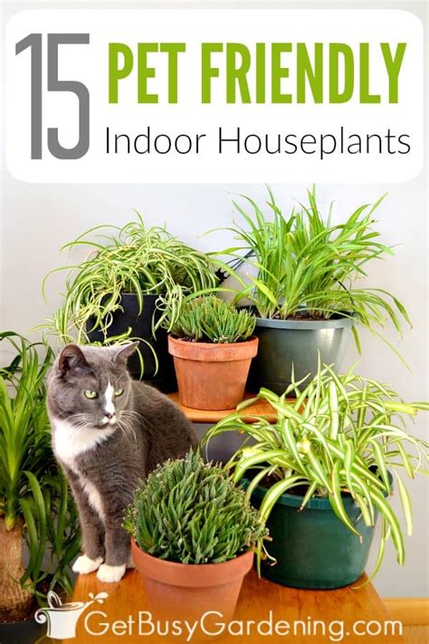 It's also a very easy plant to care: 15 Pet Friendly Indoor Houseplants (Safe For Cats And Dogs)