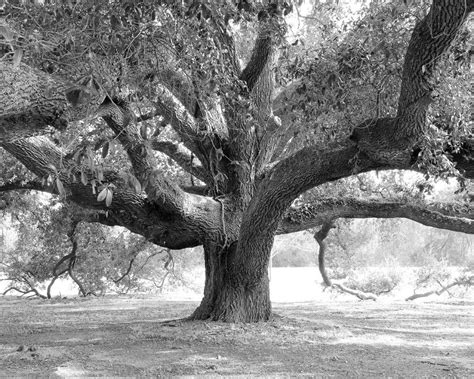 Live Oak Tree Photo Print Instant Download Digital Copy