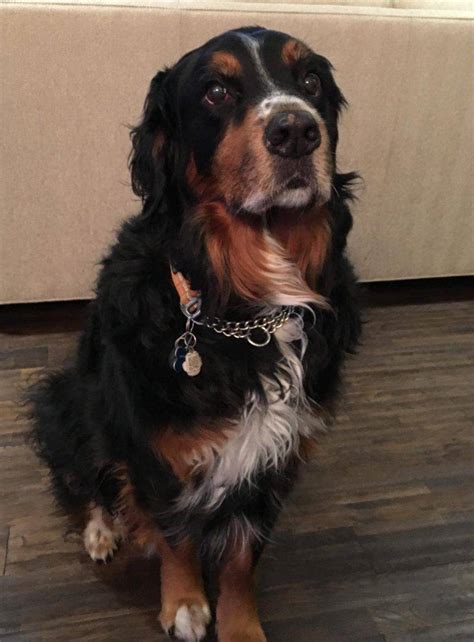 Adopted Grizzly Bernese Mountain Dog Golden Retriever Mix Dog