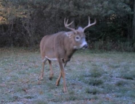 Indiana Deer Covered With Warts Big Deer
