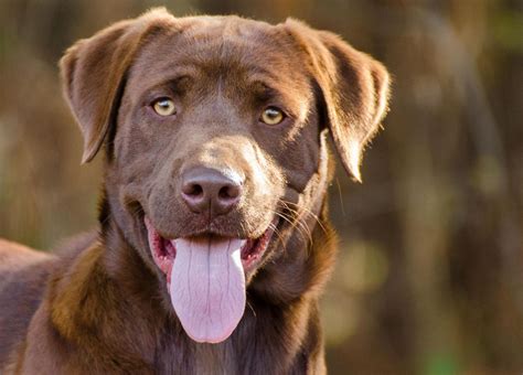 The following 10 dog breeds are considered to be the dumbest: What are the UK's favourite large dog breeds, and why ...