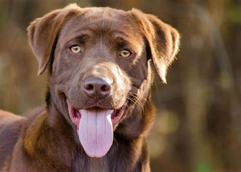 Search a dog breed to see if we test for it we test for 350+ dog breeds. What are the UK's favourite large dog breeds, and why ...