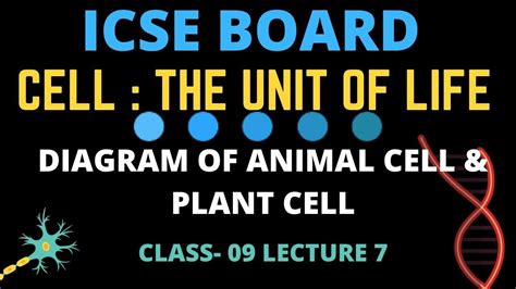These notes will help you in quick and effective learning of the this is the first of the notes in which you will learn the various characteristics of cell and the difference between animal cell and plant cell. 9th CLASS ICSE SCIENCE CHAPTER-01 THE CELL (DIAGRAM OF ...