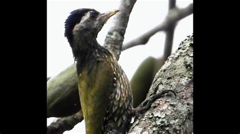 Streak Throated Woodpecker F Kaziranga National Park Assam Bird