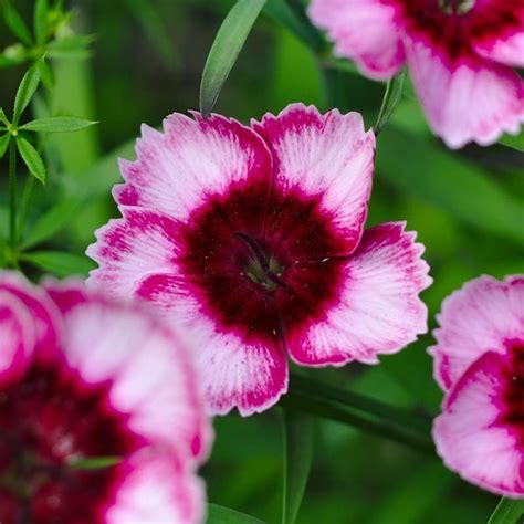7 Most Beautiful Carnation Flowers
