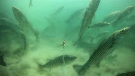 The Most Exciting Underwater Striped Bass Footage I Ve Ever Filmed Youtube